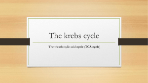 the krebs cycle presentation