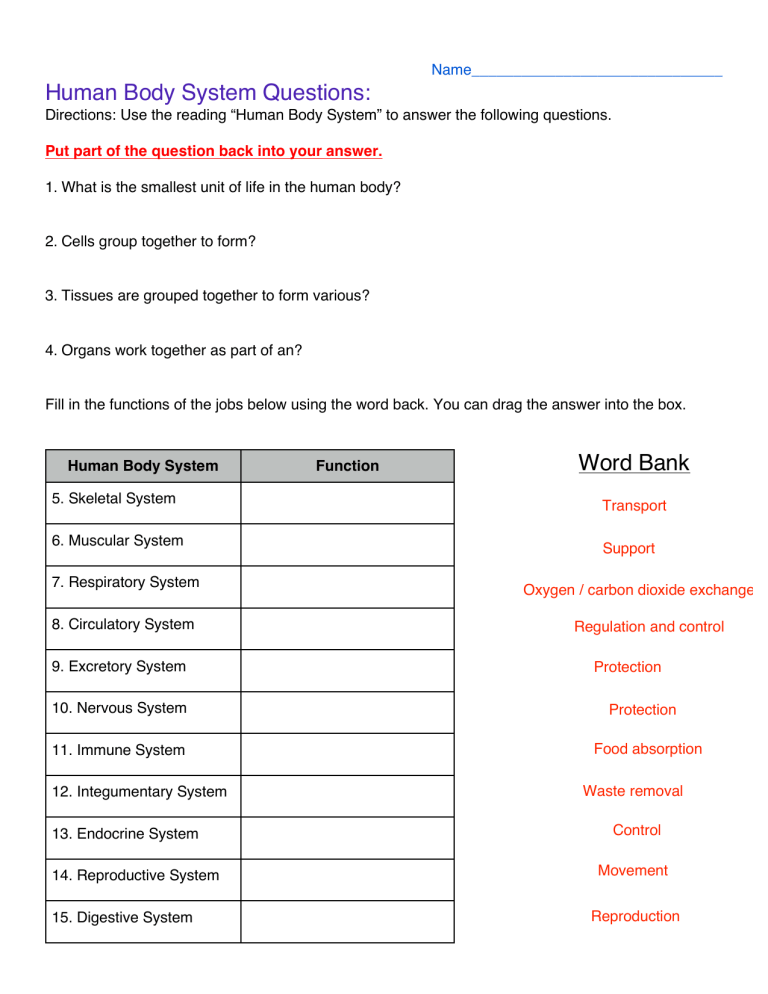 Body Systems Worksheet 