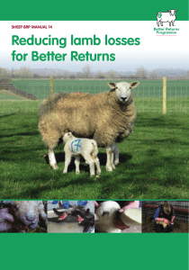 BRP-Reducing-lamb-losses-for-better-returns-manual-14-231115
