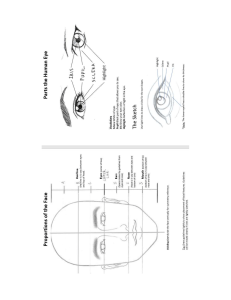 Proportions of the Face-1 page Study Guide