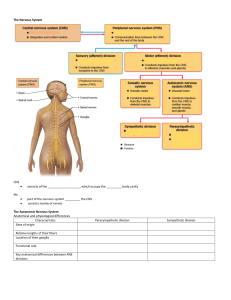 Nervous System: CNS, PNS, Brain Anatomy & Function