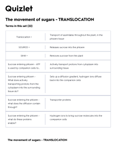 The movement of sugars - TRANSLOCATION Flashcards   Quizlet