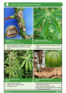 CABI - Common Pests and Diseases of Cassava