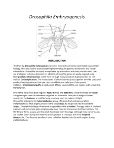 Drosophila Mating and Embryogenesis
