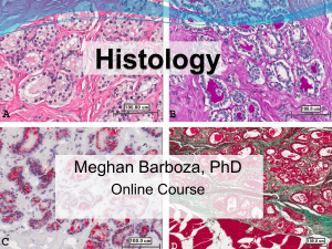 Barboza Histology Lecture 1 (1)