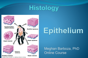 Barboza Histology Lecture 3-epithelium