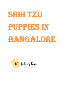 Shih Tzu puppies in Bangalore