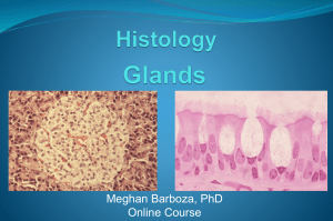 Barboza Histology Lecture 5 Glands(1)