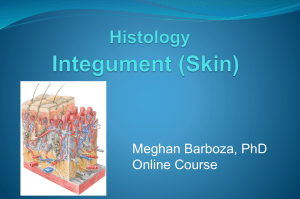 Barboza Histology Lecture 7 Integument