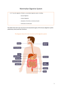 Mammalian Digestive System