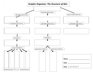 The Structure of Skin Graphic Organizer 2020