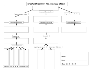 The Structure of Skin Graphic Organizer