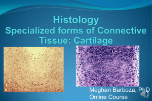 Barboza Histology Lecture 8 cartilage