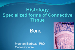 Barboza Histology Lecture 9 bone(1)