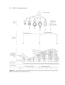 Menstrual Cycle