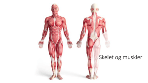 Skelet og muskler