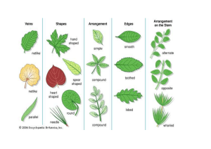 Leaf Classification