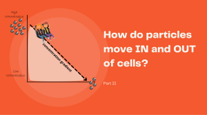 movement in and out of cells (diffusion & osmosis)