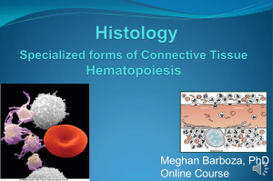 Barboza Histology Lecture 11 Hemopoeisis(1)