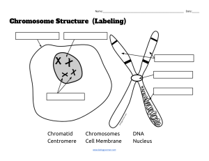 Chromosome Structure (Label)