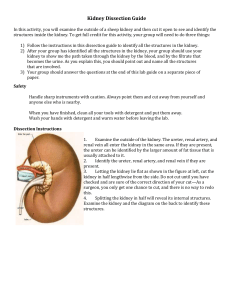 Kidney Dissection