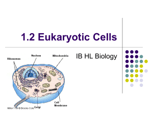 1.2 eukayotic cells daa
