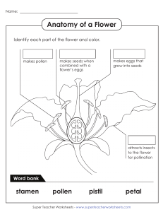 flower-anatomy-basic-fillblank -     Copy