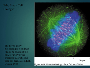 bio cells 1