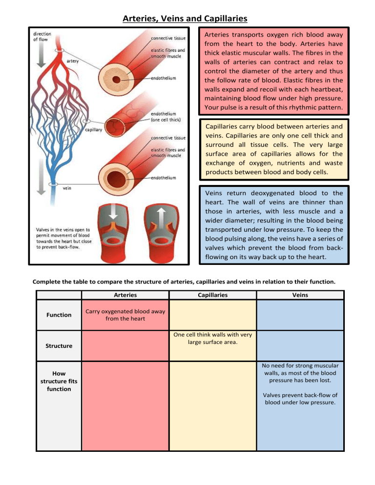 Arteries Veins And Capillaries