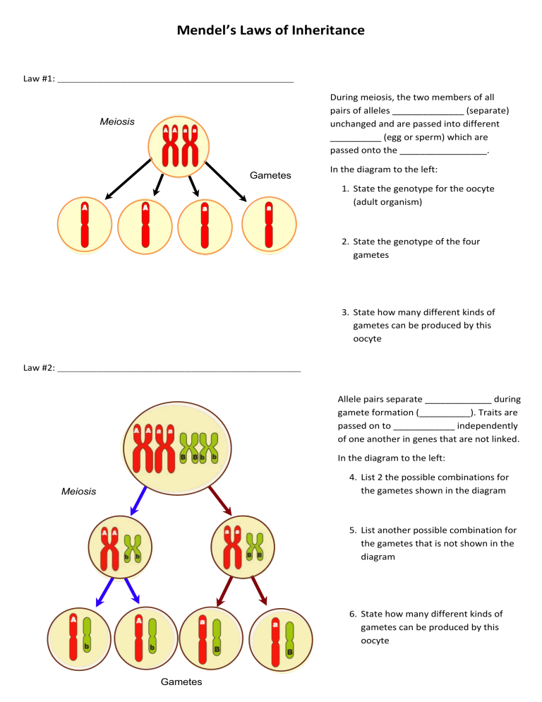 mendel's law assignment pdf