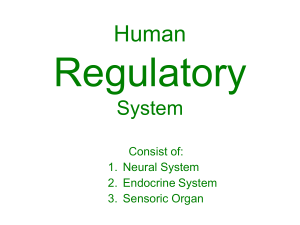 human regulatory system