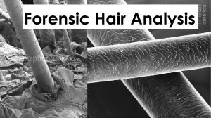 Forensic Hair Analysis Human