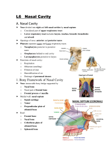 Nasal Cavity