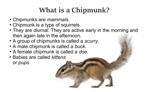 chipmunk