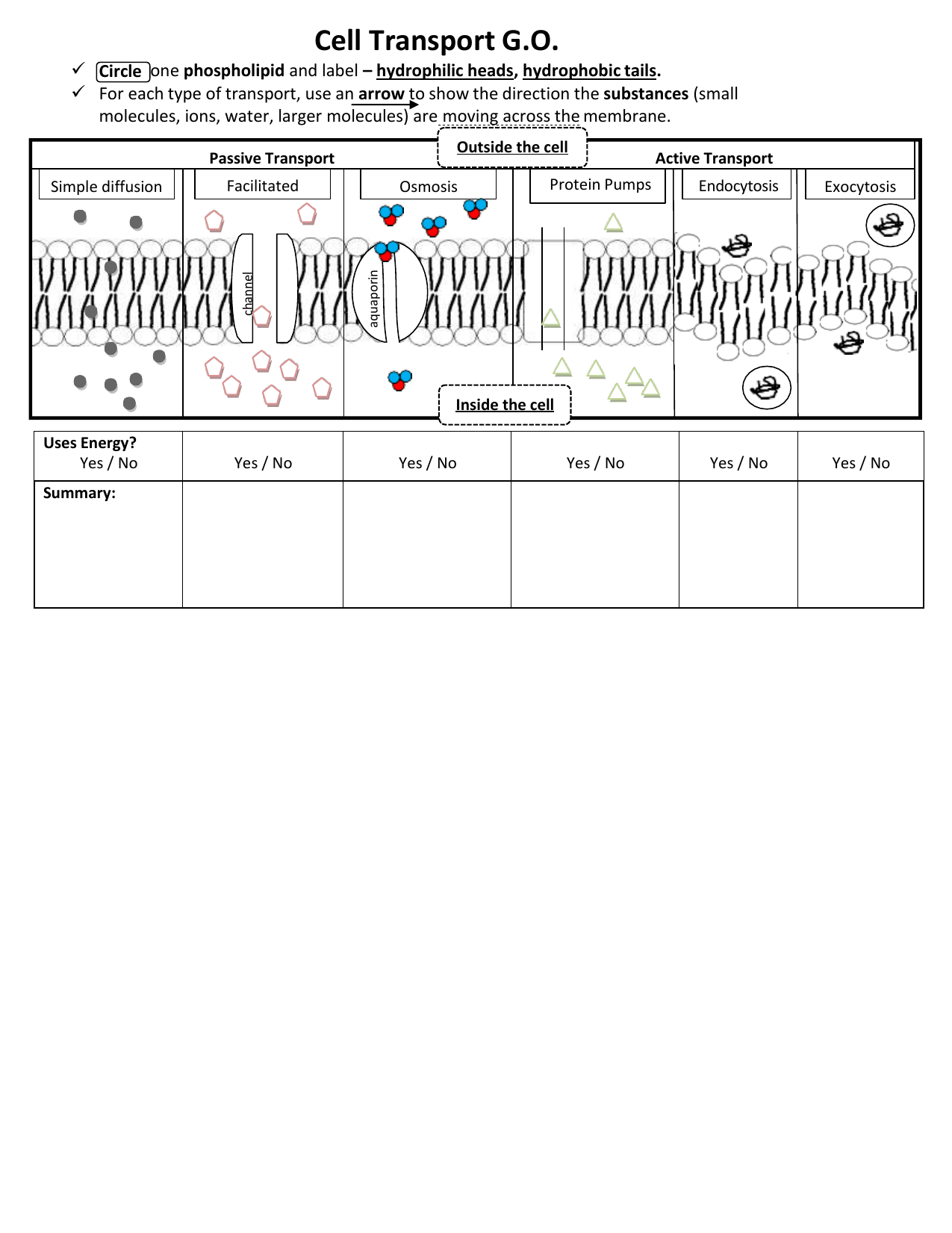 GO Cell Transport With Transport In Cells Worksheet