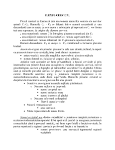 Plexul Cervical: Anatomie și Funcții