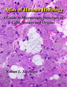 sorenson-atlas-of-human-histology-chapters-1-and-14