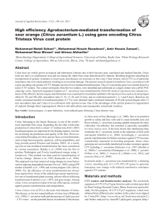 High efficiency Agrobacterium-mediated transformation of)