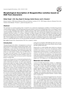 Morphological description of Bougainvillea varieties based on