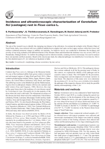 Incidence and ultramicroscopic characterization