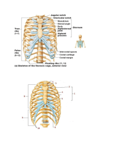 Skeletal System - Thoracic Cage and Scapula Test