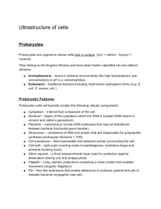 IB Cell Biology Notes Compilation