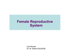 Female Reproductive System Lab Review