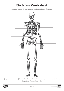 Human Skeleton Worksheet: Label & Learn!