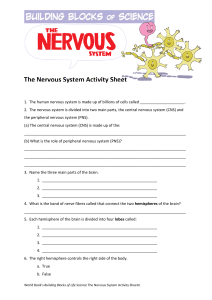 NervousSystemActivitySheet