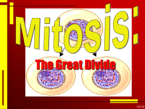 Mitosis-3rd-week