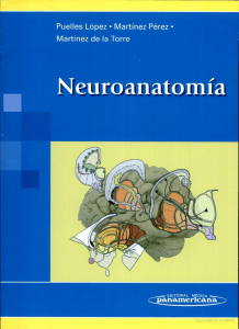 467159767-Neuroanatomia-Luis-Puelles-pdf