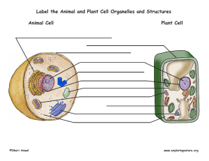 Cell Organelle Labeling Worksheet