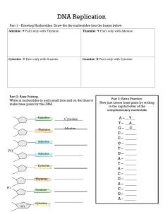 DNA Replication Worksheet: Base Pairing & Transcription Practice