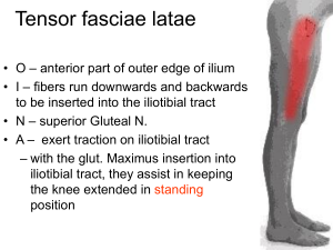 Tensor Fasciae Latae Anatomy